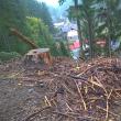 Imagine dezolantă, cu arbori tăiați și abandonați, lângă Chilia lui Daniil Sihastrul