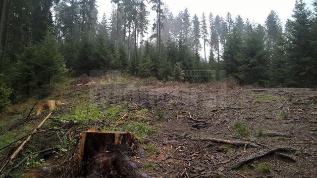 Imagine dezolantă, cu arbori tăiați și abandonați, lângă Chilia lui Daniil Sihastrul