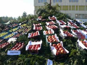 Producătorii au expus aproximativ 40 de soiuri de mere, pere şi gutui