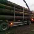 Transporturi ilegale de masă lemnoasă, surprinse de Garda Forestieră Suceava