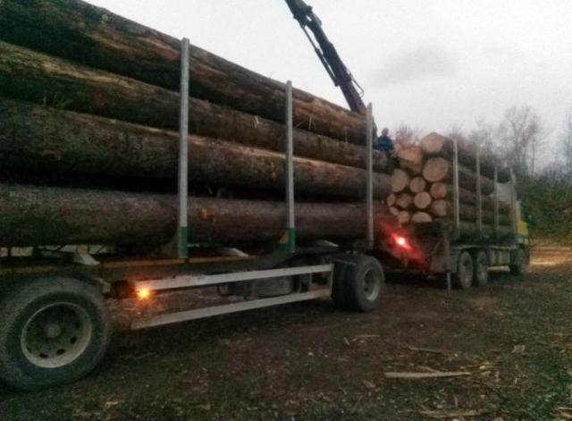 Transporturi ilegale de masă lemnoasă, surprinse de Garda Forestieră Suceava