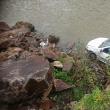 Un autoturism Dacia Logan a plonjat de pe șosea în râul Bistrița