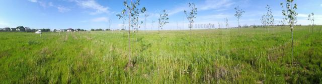 250 de arbori vor fi adăugați astăzi sectorului „Vegetaţia României”