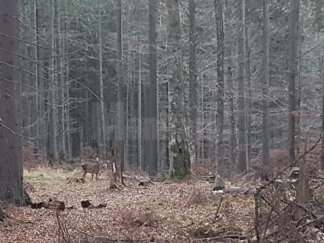 Cârd de căprioare, ascunse printre arbori