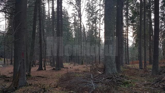 Cârd de căprioare, ascunse printre arbori