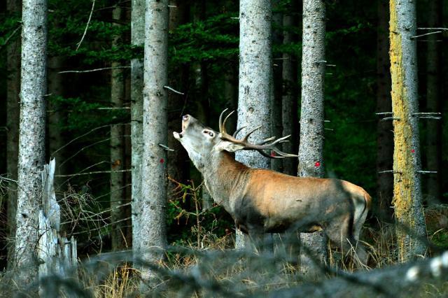 Boncănitul cerbilor în Călimani. Foto Liviu Huţanu