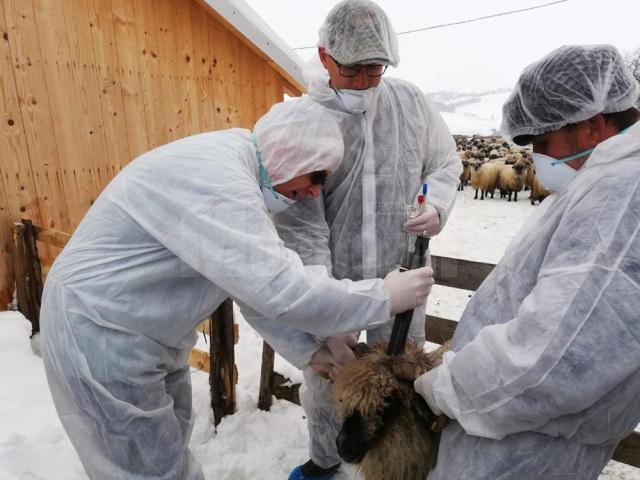 Exercițiu de simulare a apariției pestei micilor rumegătoare, care evoluează în Bulgaria