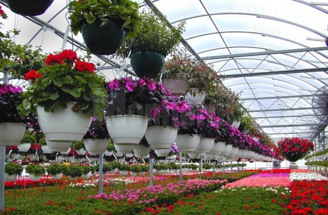 Primăria Suceava vrea să facă o seră de flori modernă