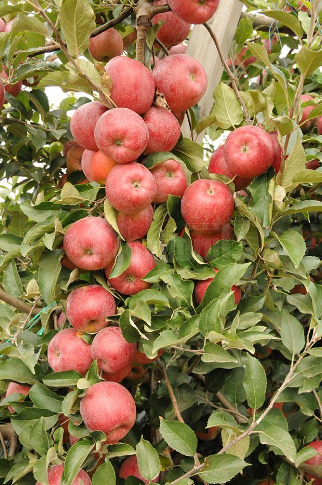 Producţie de mere mare, în toamna anului trecut