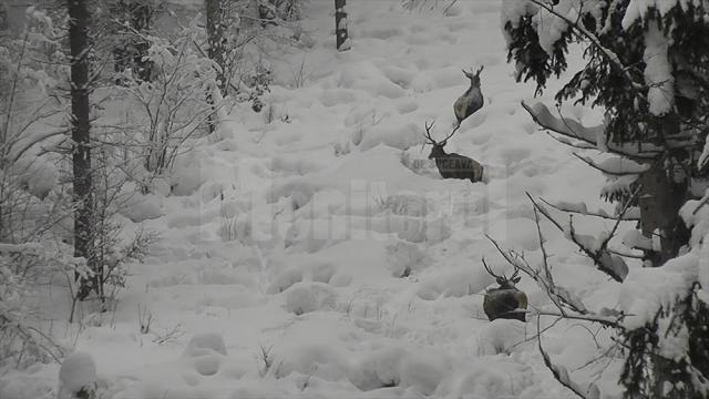 Trei cerbi frumoși, care înfruntă cu greu stratul gros de zăpadă din pădure, filmați în Parcul Național Călimani