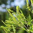 Ambrozia, o plantă al cărei polen afectează persoanele alergice