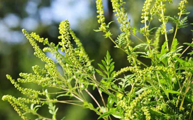 Ambrozia, o plantă al cărei polen afectează persoanele alergice