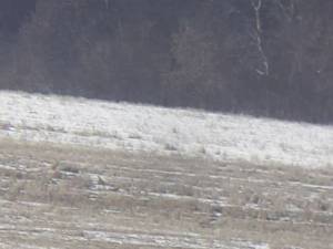 Căprioară albă, extrem de rară, în turma unui cerb lopătar din zona Pătrăuți