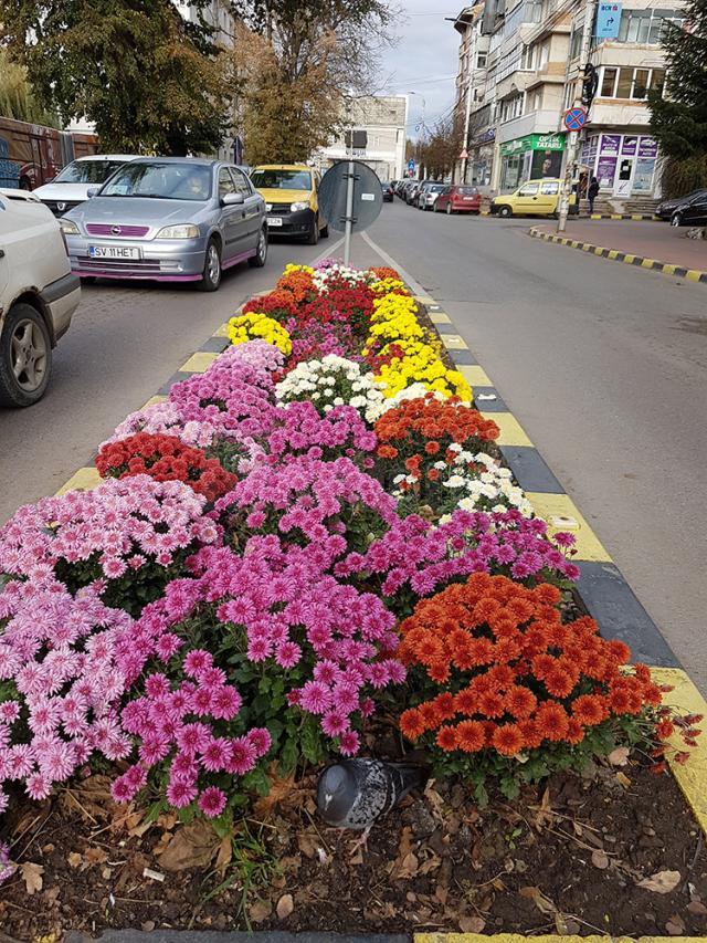 Noua seră care va furniza florile pentru înfrumusețarea străzilor Sucevei va fi construită în 12 luni