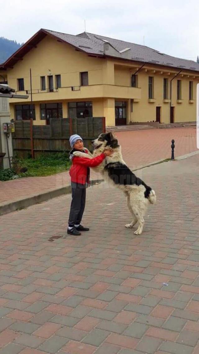 Dosar penal pentru un tânăr care şi-a asmuţit câinii de luptă asupra unui câine comunitar, după ce la poliţie au ajuns peste 200 de plângeri