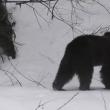 Urs ieşit din hibernare, în Parcul Național Călimani