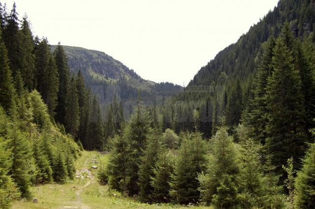 Multe dintre unităţile de cult ortodox din judeţul Suceava, acţionate în judecată de Regia Naţională a Pădurilor (RNP) Romsilva, şi-au recăpătat în instanţă drepturile asupra suprafeţelor de pădure deţinute