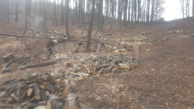 După depistarea unor tăieri ilegale de arbori la Udești, hoții de lemne s-au întors imediat în pădure și au continuat