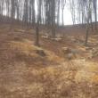 După depistarea unor tăieri ilegale de arbori la Udești, hoții de lemne s-au întors imediat în pădure și au continuat