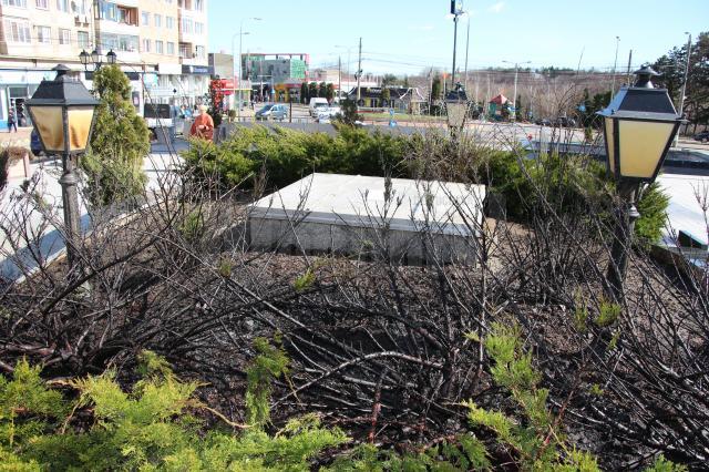 Focul a afectat arbustii de tuia si doua felinare din zona amenajata a pietei centrale