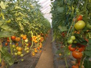 Cultura de tomate în solar