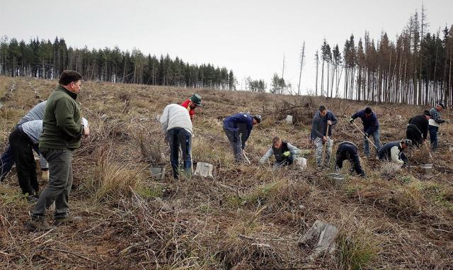 Acțiuni de împădurire la Ocoalele Silvice Pătrăuți și Dolhasca, în prima zi din Luna Plantării Arborilor
