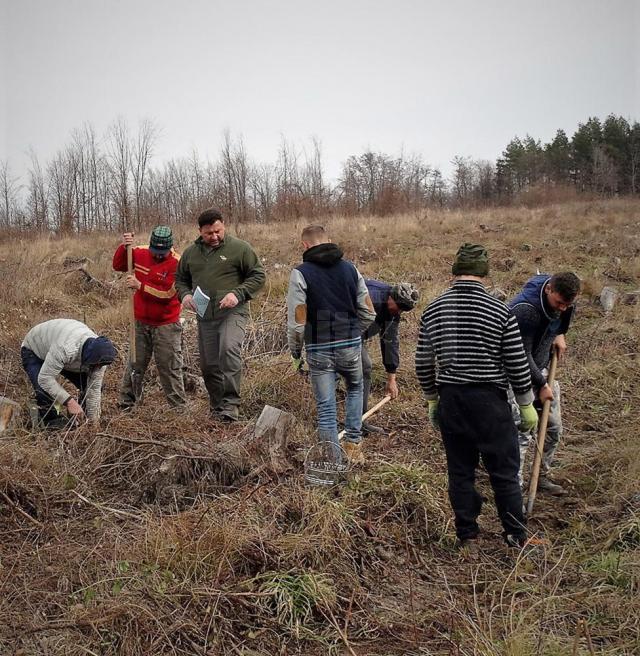 Direcţia Silvică Suceava a dat startul campaniei de împădurire a 1.670 de hectare în această primăvară