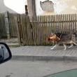 Un câine care se plimba cu o găină în gură, pe străzile din Câmpulung, vedetă online