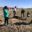 Peste 100 de cireşi au fost plantați pe marginea drumului naţional 2H, care merge de la Vicov spre Putna