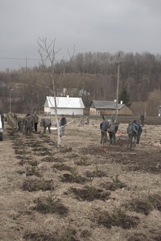 300 de molizi au fost plantaţi în cimitirul din Siret, în memoria copiilor care au murit în fostul „Orfelinat al groazei”