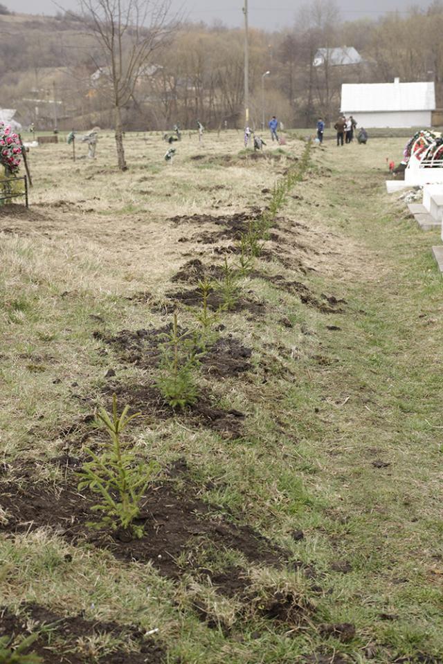 300 de molizi au fost plantaţi în cimitirul din Siret, în memoria copiilor care au murit în fostul „Orfelinat al groazei”