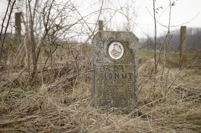 300 de molizi au fost plantaţi în cimitirul din Siret, în memoria copiilor care au murit în fostul „Orfelinat al groazei”. Foto: Ema MOTRESCU