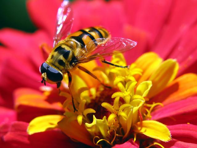 „Cît lucrează albinele”