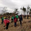 Elevii Școlii Gimnaziale Nr. 4 Suceava au plantat 1.000 de puieți la Todirești