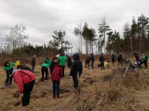 Elevii Școlii Gimnaziale Nr. 4 Suceava au plantat 1.000 de puieți la Todirești