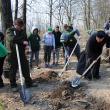 Silvicultorii suceveni, cu ajutorul a aproximativ 150 de voluntari, au plantat 2.300 de stejari, paltini, frasini și cireși