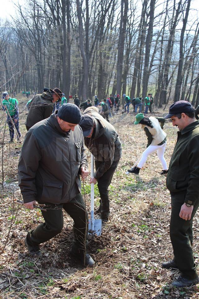 2.300 de stejari, paltini, frasini şi cireşi, plantaţi la Dolhasca cu peste 150 de voluntari