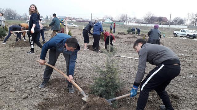 Puieţi plantaţi de elevii de la Prelipca pentru înfiinţarea unui parc dendrologic în lunca râului Suceava
