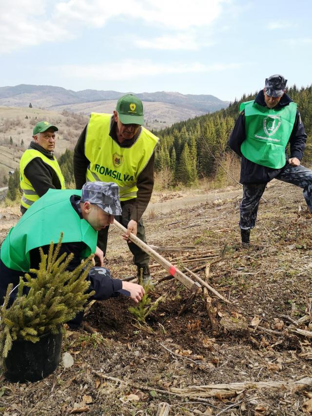 Mii de puieţi de molid şi de brad, plantaţi de Ziua Jandarmeriei