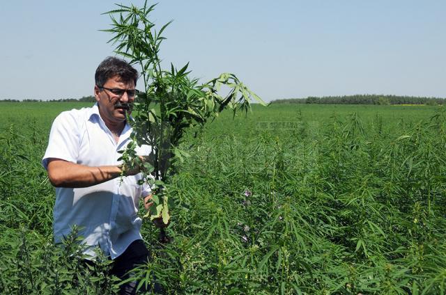 Laurențiu Pintrijel, preşedintele Asociaţiei Cultivatorilor de Cânepă, pe suprafeţele de cânepă cultivate la Vicșani