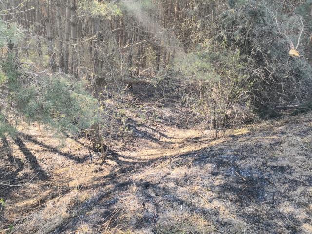 Incendiu în pădure, de la o ţigară aruncată din tren