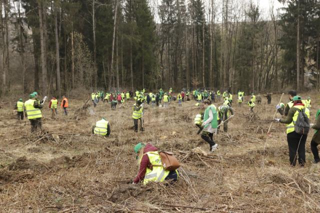 „Pădurea de mâine” a mai crescut cu 6160 de puieți de arbori, cu ajutorul voluntarilor 3 foto Ema Motrescu