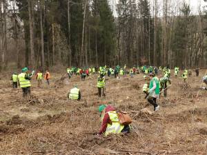 Voluntari de toate vârstele au participat la împădurirea a 1,3 hectare de teren forestier, la Clit - Arbore. Foto: Ema Motrescu