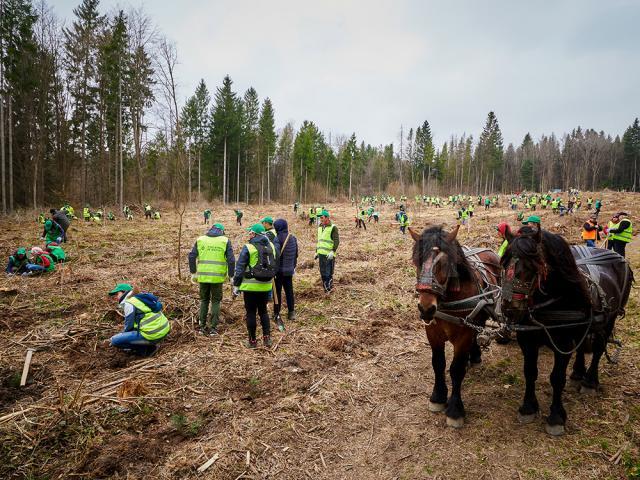 „Pădurea de Mâine” a mai crescut cu 6.160 de puieți de arbori, plantați la Arbore