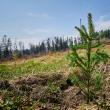 „Pădurea de Mâine” a mai crescut cu 6.160 de puieți de arbori, plantați la Arbore