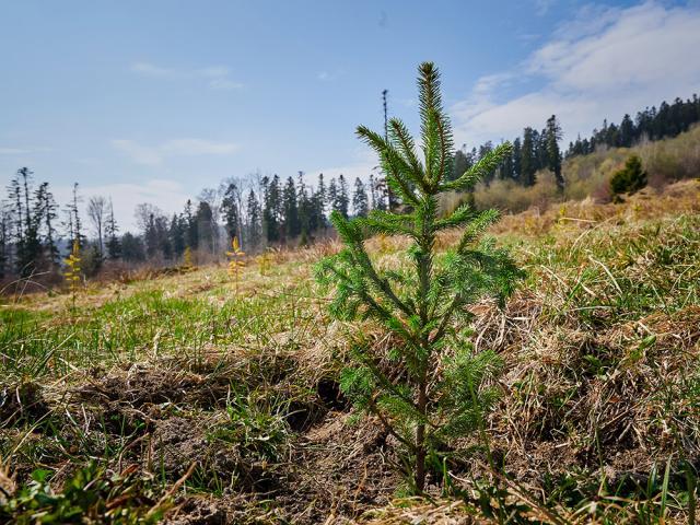 „Pădurea de Mâine” a mai crescut cu 6.160 de puieți de arbori, plantați la Arbore