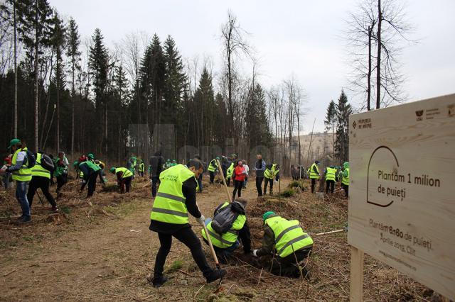 „Pădurea de Mâine” a mai crescut cu 6.160 de puieți de arbori, plantați la Arbore