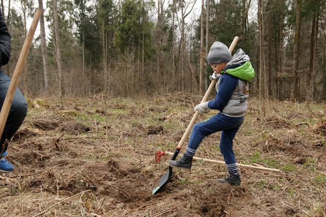 „Pădurea de Mâine” a mai crescut cu 6.160 de puieți de arbori, plantați la Arbore. Foto: Ema Motrescu