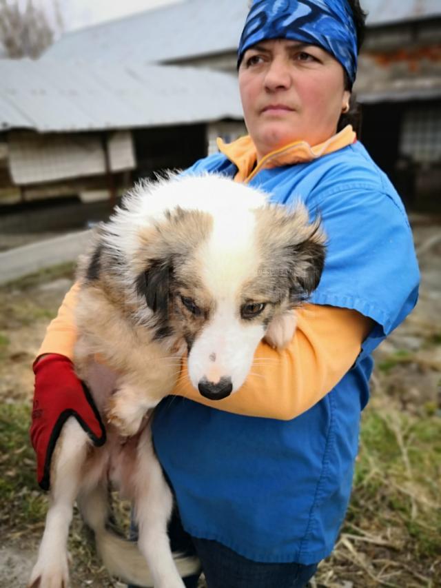 Adopţii şi sterilizări gratuite la adăpostul de câini din lunca Sucevei