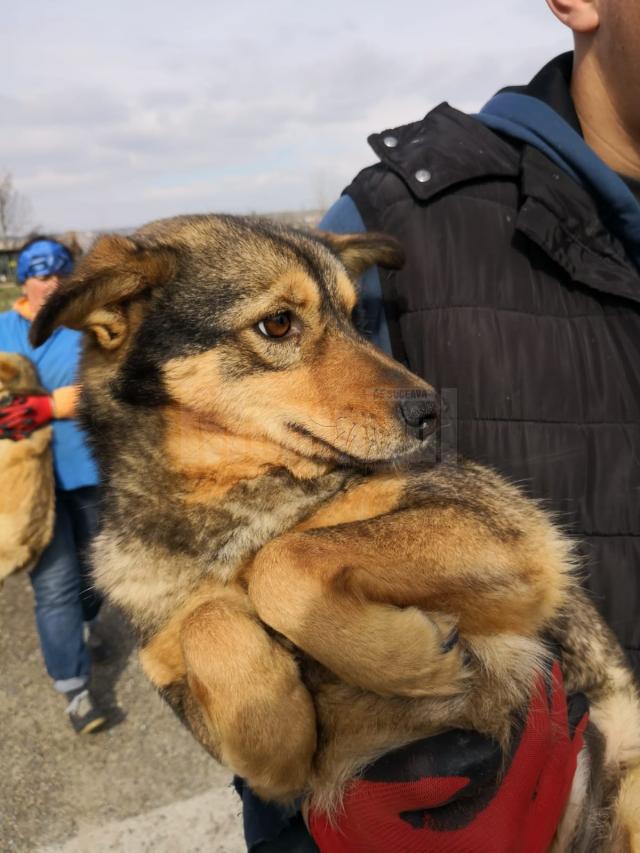 Adopţii şi sterilizări gratuite la adăpostul de câini din lunca Sucevei